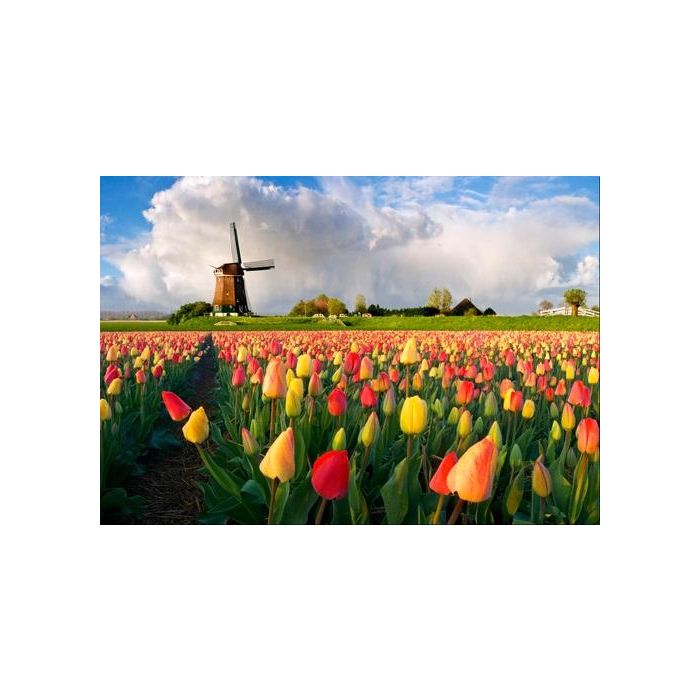 3D Ansichtkaart Tulpenveld met Molen