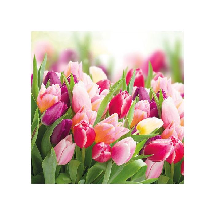 Pakje Servetten "Glorious Tulips" (20 stuks)