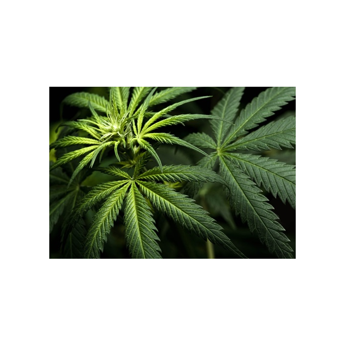 3D Ansichtkaart Groene Blaadjes
