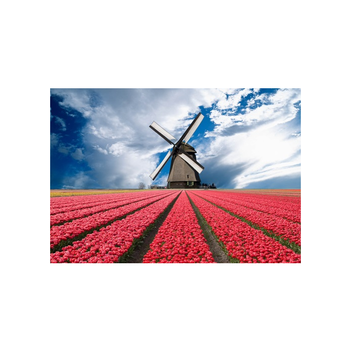 3D Ansichtkaart Tulpenveld 2