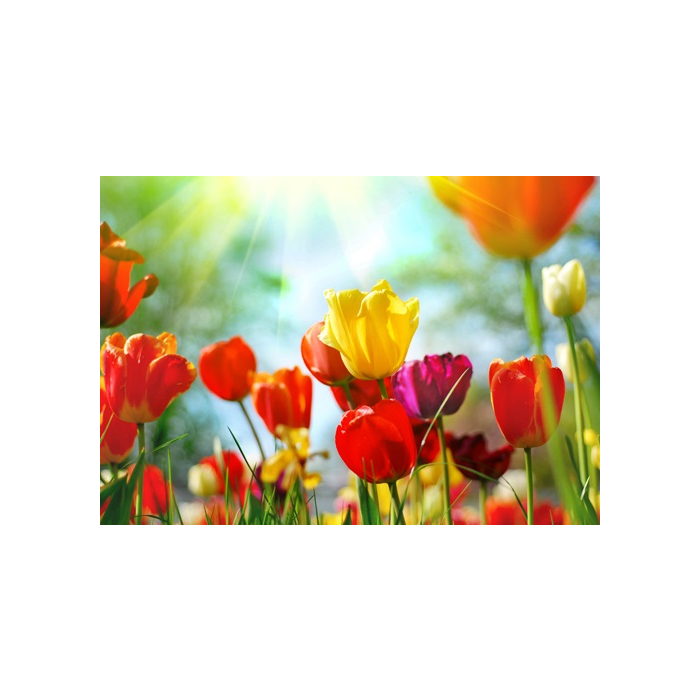 3D Ansichtkaart Tulpenveld 3 