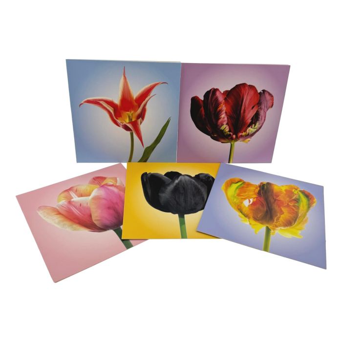 Tulip Card Case - 10 Greeting Cards with Envelopes