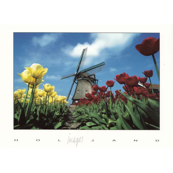 Postkaart "Rode/Gele Tulpen met Molen"