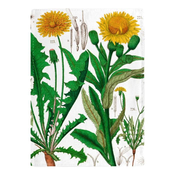 Tea Towel,  "Dandelion" , Hortus Botanicus Leiden