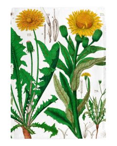 Tea Towel,  "Dandelion" , Hortus Botanicus Leiden