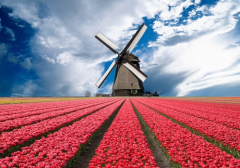 3D Ansichtkaart Tulpenveld 2
