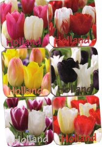 Onderzetters Tulpen 