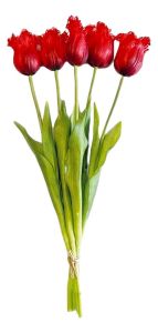 Boeket van 5 Rode Franje Tulpen - 40 cm