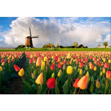3D Ansichtkaart Tulpenveld met Molen
