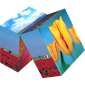 Magic cube Tulpen