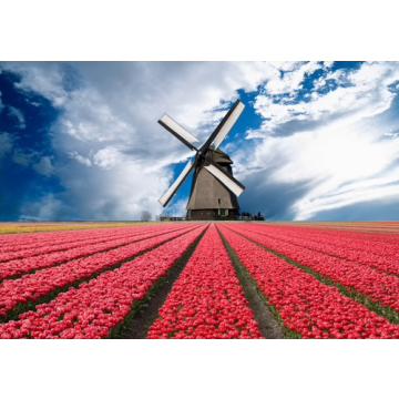 3D Ansichtkaart Tulpenveld 2