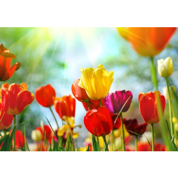 3D Ansichtkaart Tulpenveld 3 