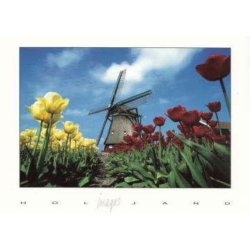 Postkaart "Rode/Gele Tulpen met Molen"