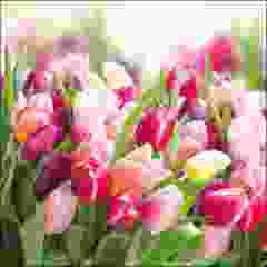 Pakje Servetten "Glorious Tulips" (20 stuks)