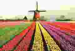 Postkaart tulpenveld