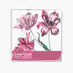 Brillendoekje, Drie Tulpen,  Maria Sibylla Merian