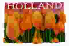 Gele Tulpen Magneet Holland - 3D