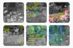 Onderzetters De Tuin van Monet in Giverny, set van 6