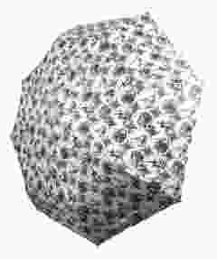 Paraplu Delfts Zwart