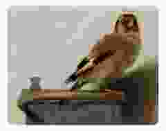 Muismat Het Puttertje, Carel Fabritius