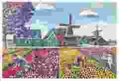Postkaart "Holland Tulpenveld"