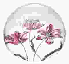Presse Papier Bol "Drie Tulpen, Maria Sybilla Merian"