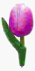 Magneet Houten Tulp Paars/Wit, 8 cm