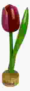 Tulp op houten voet, rood / wit