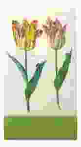 Notitieboekje klein, Twee tulpen