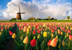 3D Ansichtkaart Tulpenveld met Molen