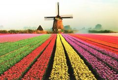 Postkaart tulpenveld