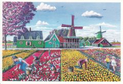 Postkaart "Holland Tulpenveld"