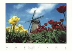 Postkaart "Rode/Gele Tulpen met Molen"