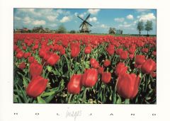 Postkaart "Rode Hollandse Tulpen"