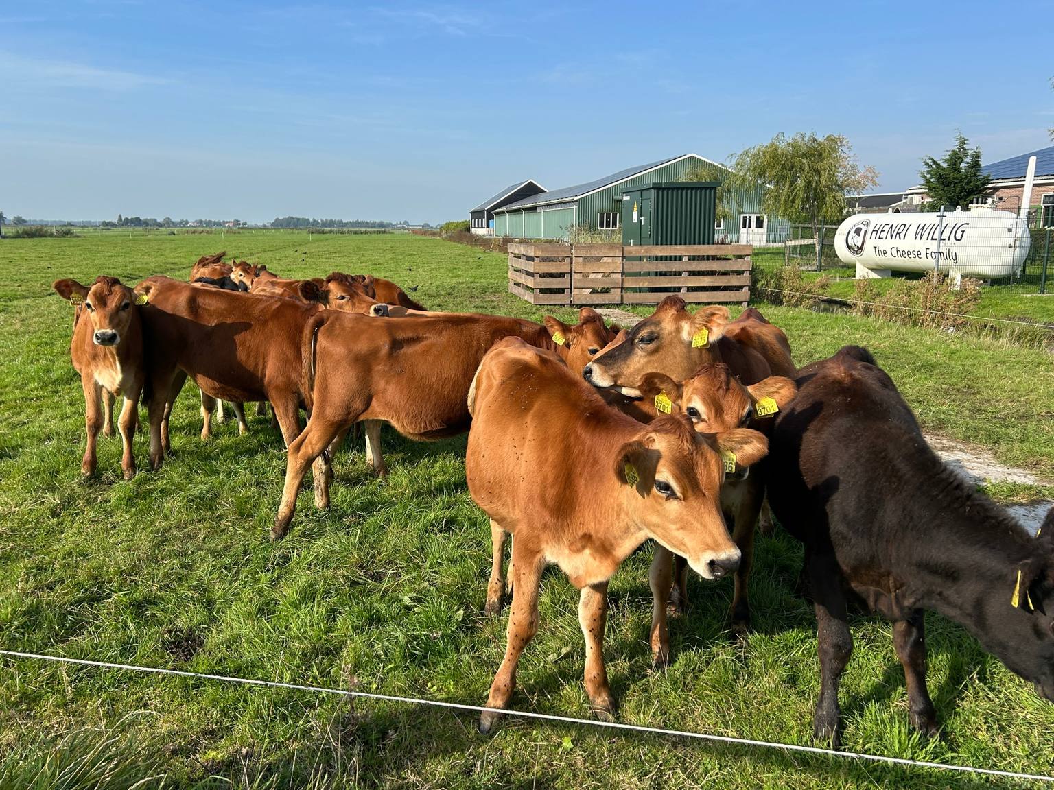 Jonge Jerseykoeien in de wei bij de kaasboerderij van Henri Willig in Katwoude